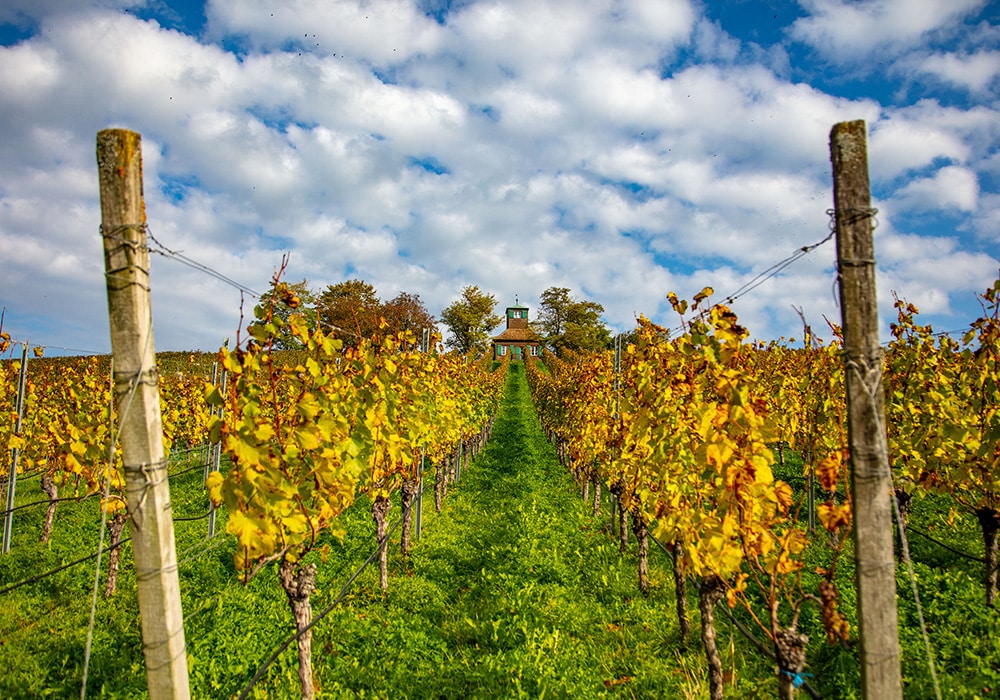 Weinreben auf der Insel Reichenau am Bodensee.